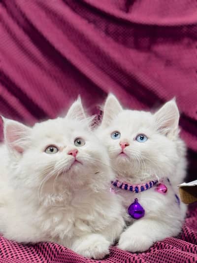 Persian cat for sale my WhatsApp number 0329-70-46-121