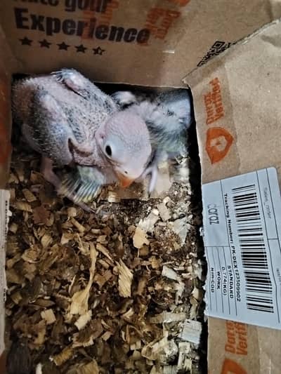 Parrot chicks for sale