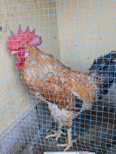 Anda Waly Murgi Ha  Uska Sath Murga Bhi Ha