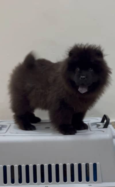 chow chow boys available