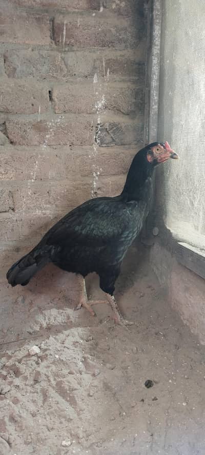 Black Aseel hen