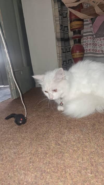 Cute Persian Kitten For Sale