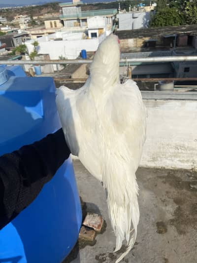 Aseel Heera Pair and Single