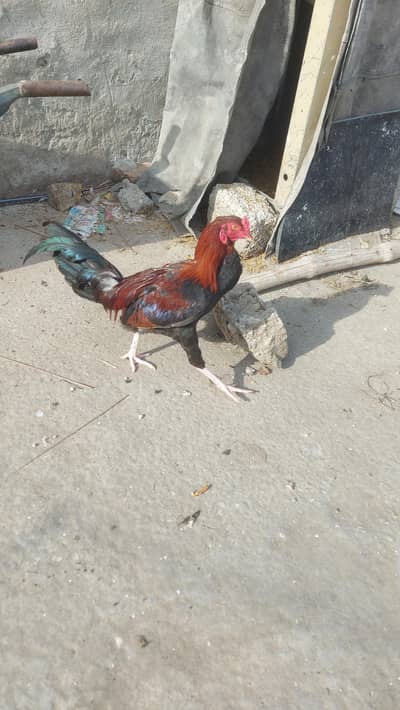 Aseel and Desi mix nasal murgha