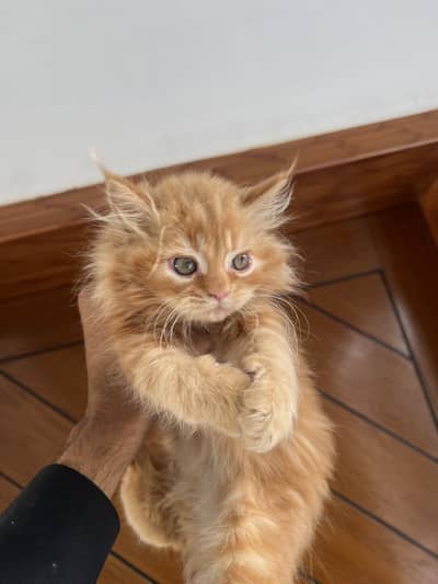 50 days old ginger male kitten