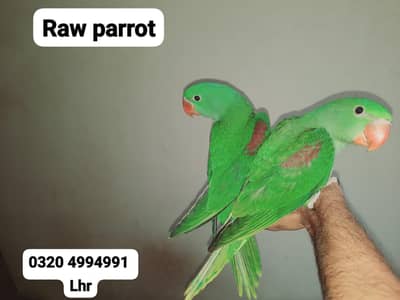 Bolnay waly parrot