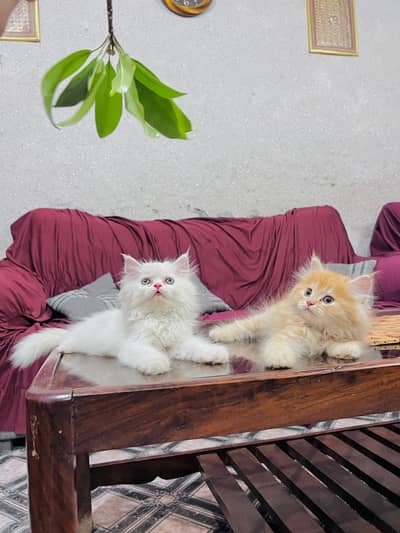 Persian cat for sale my WhatsApp number 0329-70-46-121