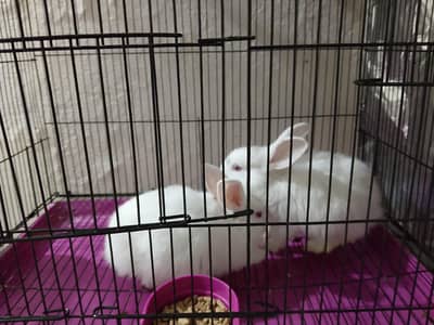 Newzeland white red eyes