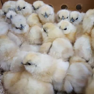 Export Quality White silkie chicks