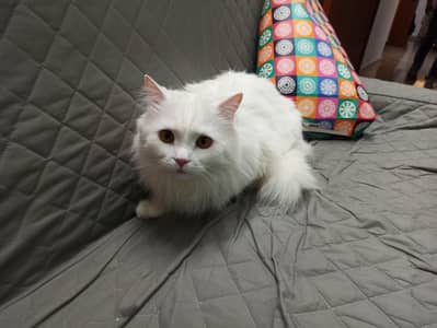 Persial doll face male cat free adoption