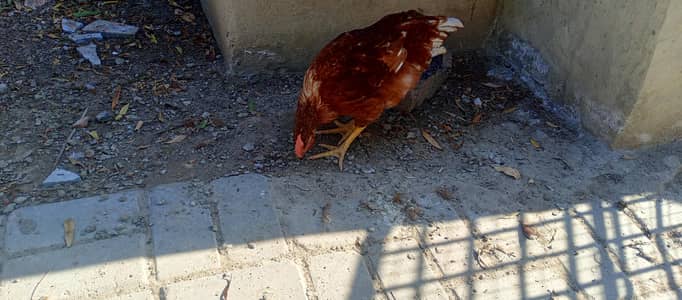 Lohmann Brown Quality Male for sale in larkana