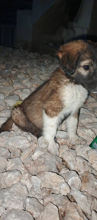 15 days dog  cros bread