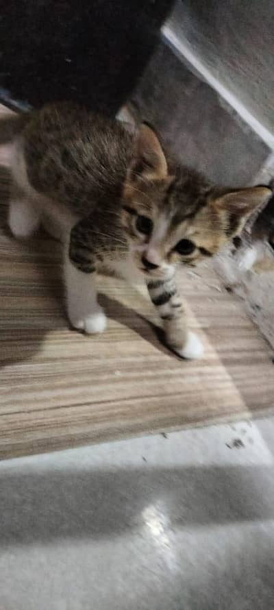 5 beautiful little kitten beautiful eyes n very active