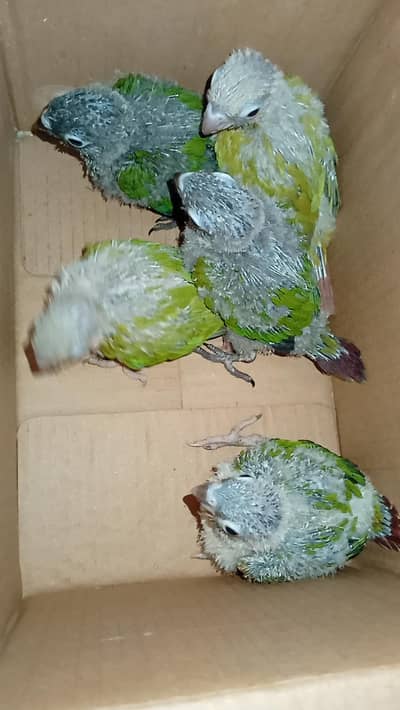 Green/pineapple check conour