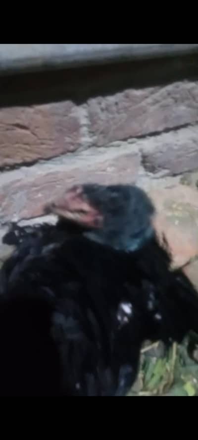 pure assel kruk murgi