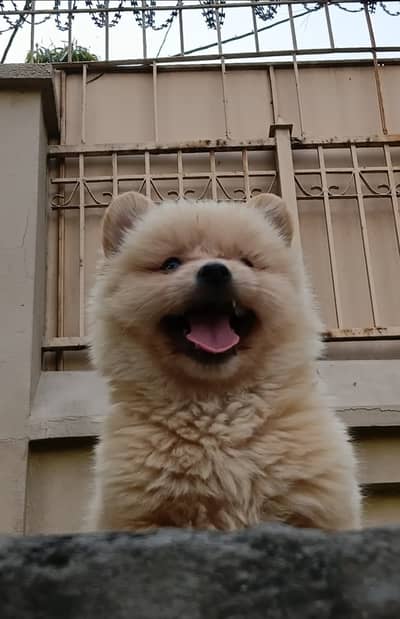 Pomeranian male puppy for sale