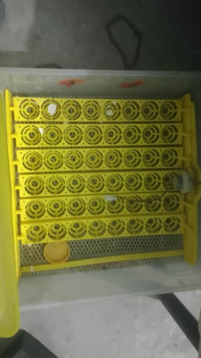 china made plastic incubator  56 eggs capacity