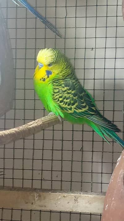 Under Exi Male breedar  For sale