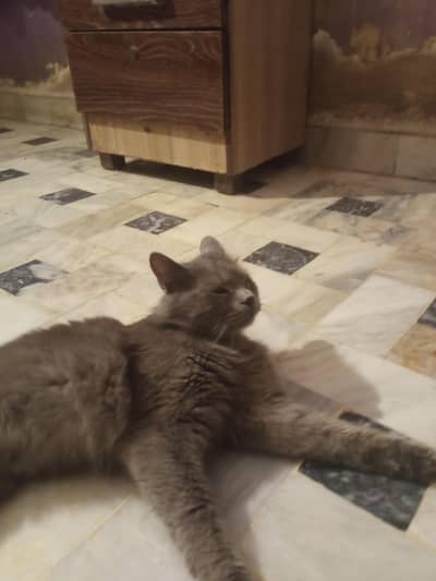 Gray color cat for sale