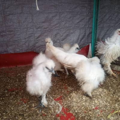 White Silkie pathay for sale