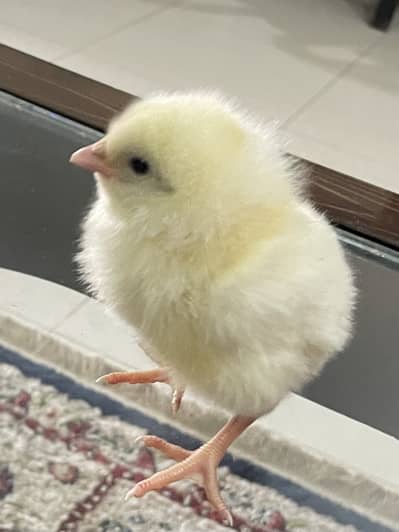 Ostrich (Not A Scam)