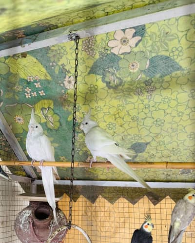 Eno white cocktail red eyes