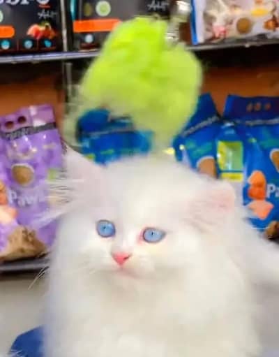 Persian female kitten for sale Whatsapp number 0349_1968165