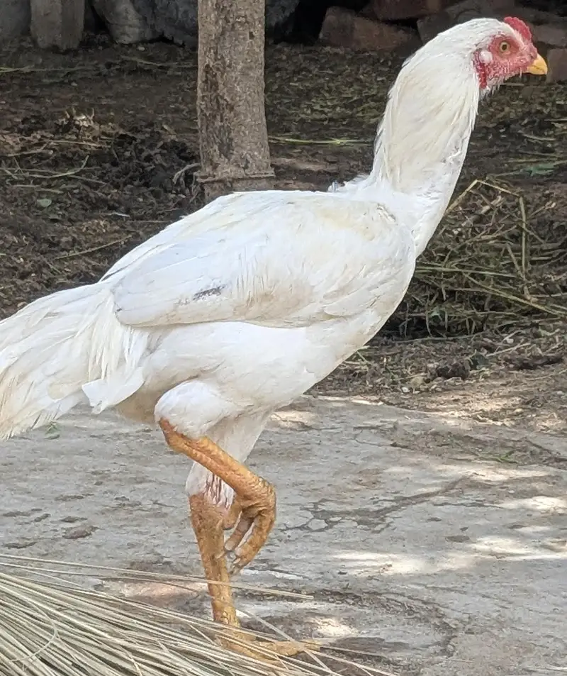 Aseel Heera
