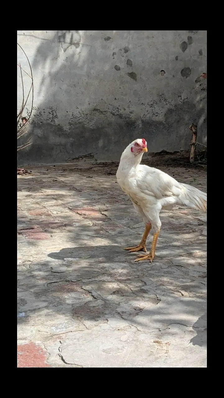 Aseel Heera — photo 2