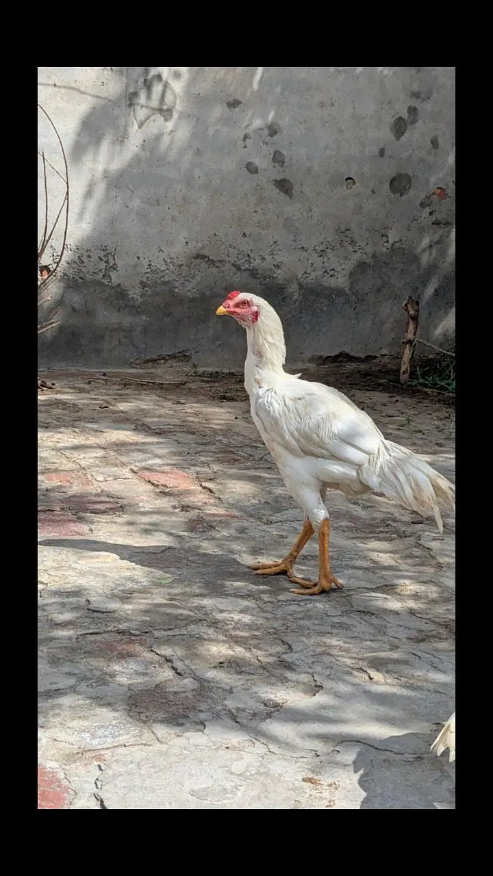 Aseel Heera — photo 3
