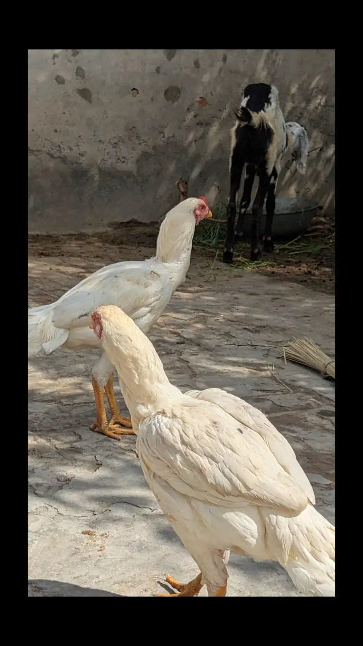 Aseel Heera — photo 5