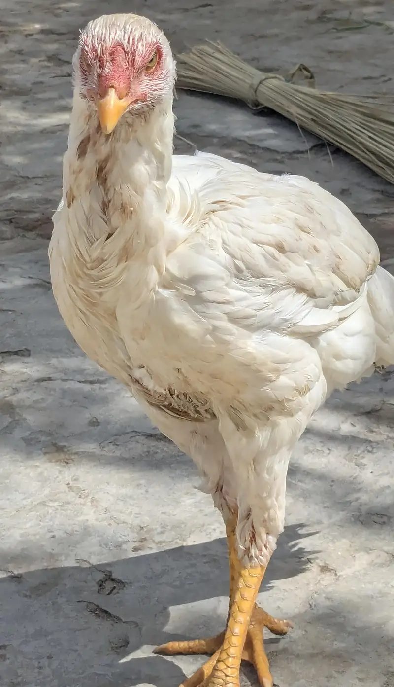 Aseel Heera — photo 8