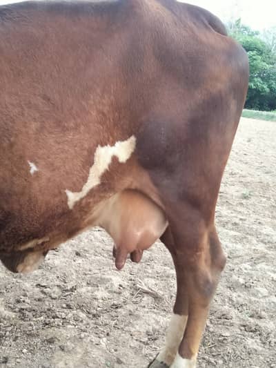 Cholistani Sahiwal gabhan cow and 1 wachi