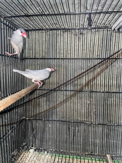 silver ,grey ,white java pairs with chicks