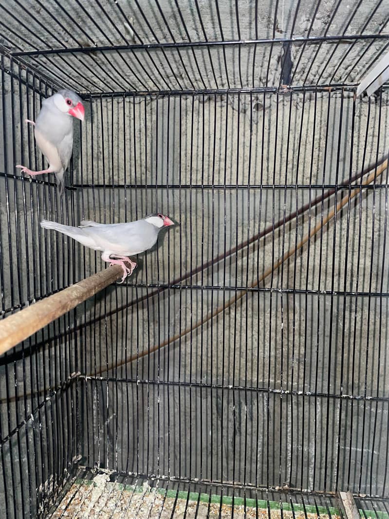 silver ,grey ,white java pairs with chicks 0