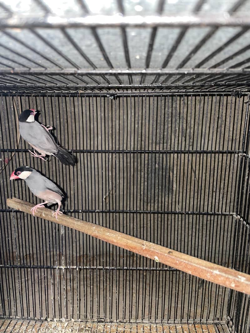 silver ,grey ,white java pairs with chicks 1