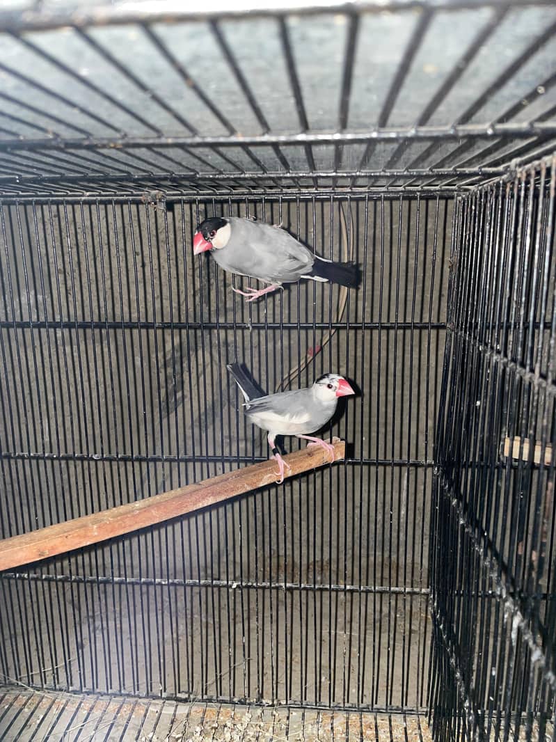 silver ,grey ,white java pairs with chicks 2