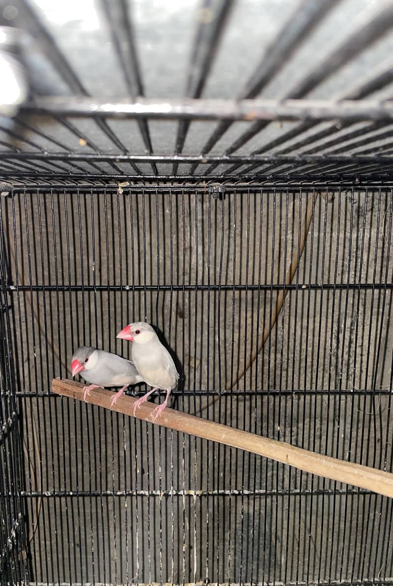 silver ,grey ,white java pairs with chicks 3