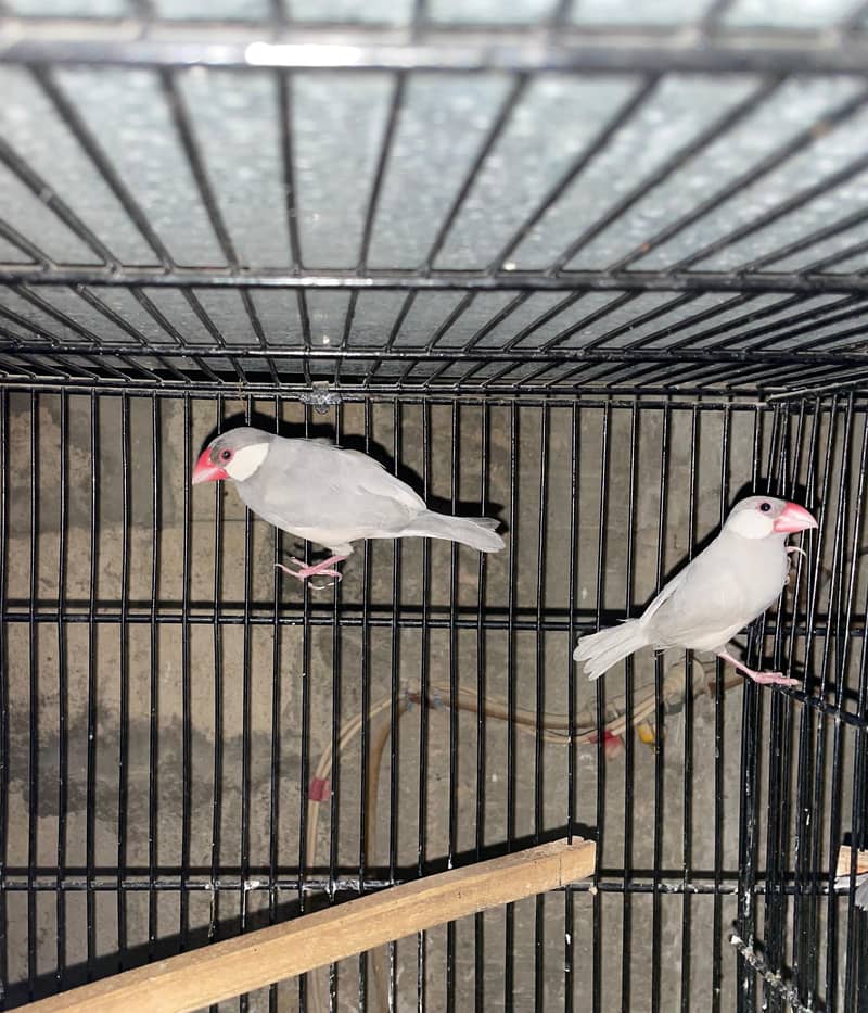 silver ,grey ,white java pairs with chicks 4