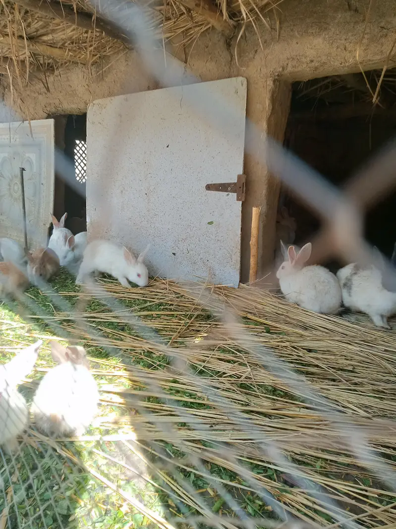 White Rabbits — photo 2