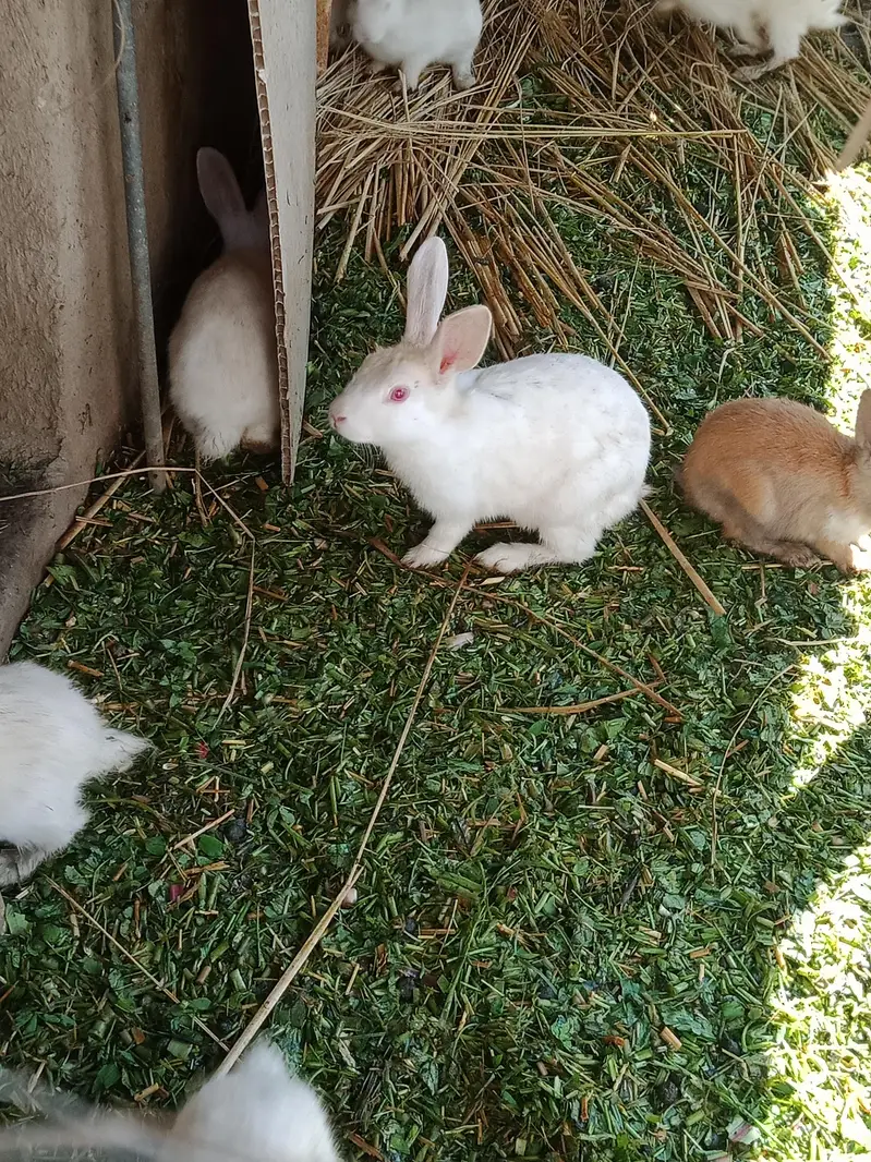White Rabbits — photo 3