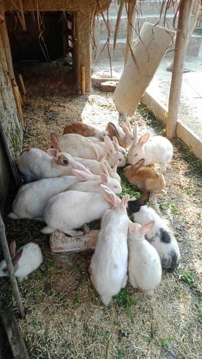 white red eyes Rabbits bunnies SALE SALE 500