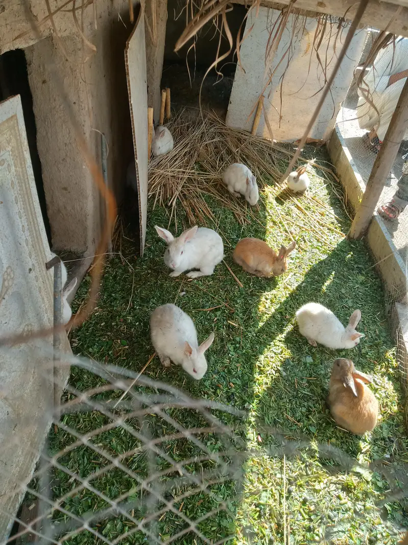 White Rabbits — photo 5