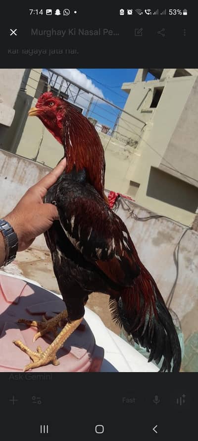 1 male and 8 to 12 Aseel Females of different breeds