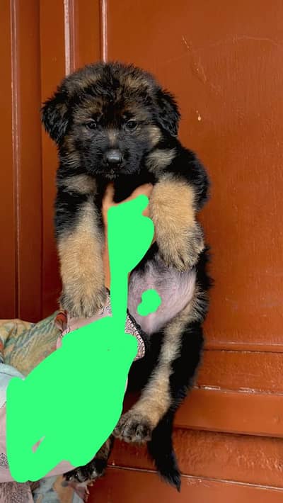 German Shepherd puppy | Long Coat | Supreme quality long coat male