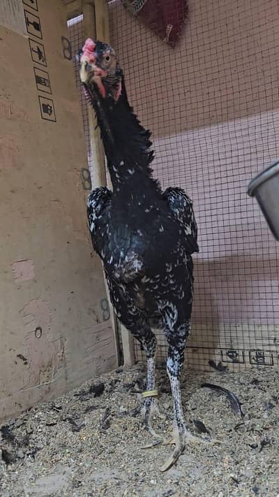 O Shamo Females for sale ( Black and White both)