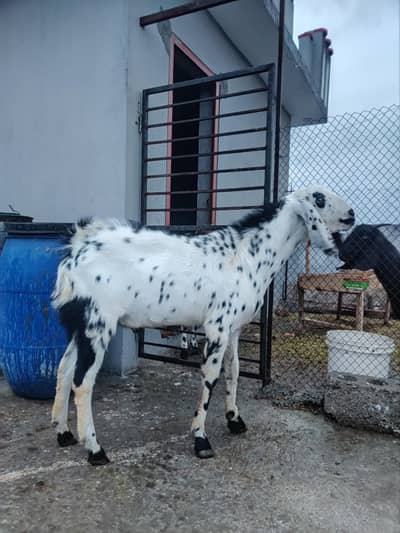 Bakra For Sale / Qurbani Bakra For Sale / Goat Sale / Bakra