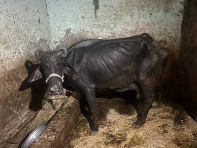 buffalo for sale 2 kg milk kanghar