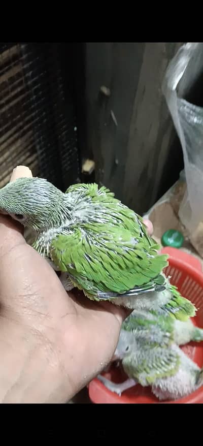 green ring neck checks