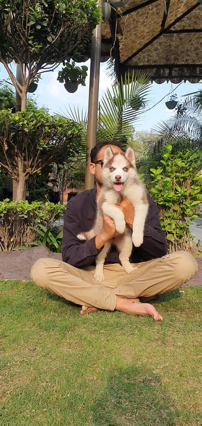 Siberian Husky Puppies Male and Female Both are available